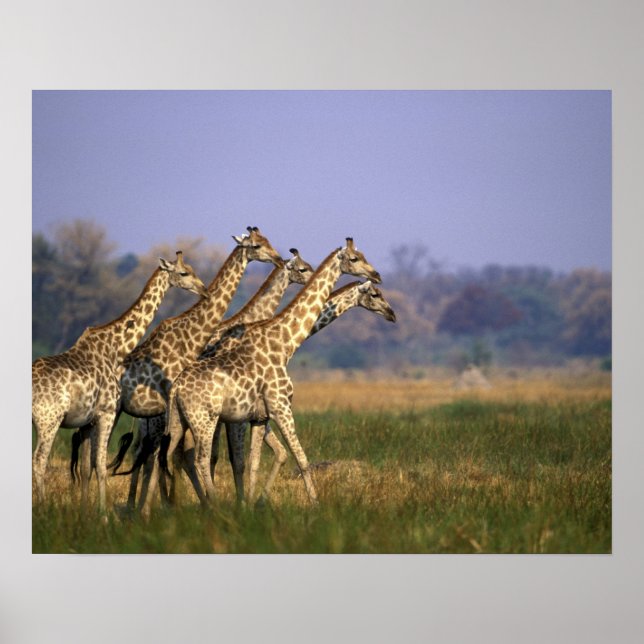 Póster África, Botsuana, Reserva de caza Moremi (Frente)