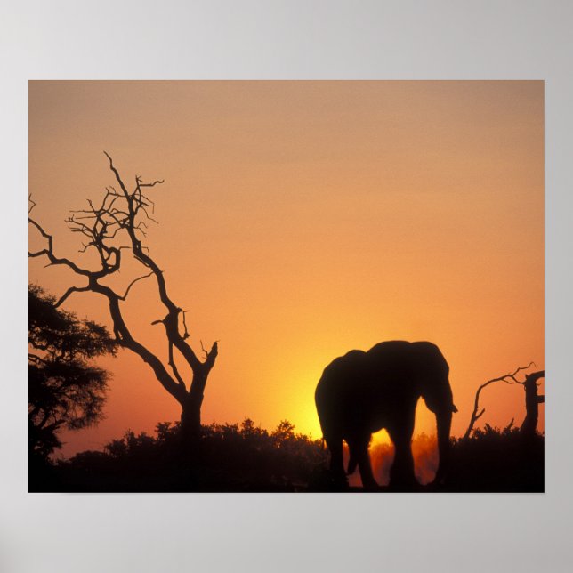 Póster Africa, Botswana, Chobe National Park, Setting (Frente)