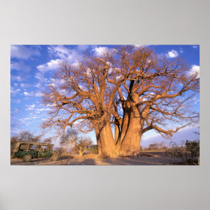 Póster África, Botswana, Delta del Okavango. Baobab