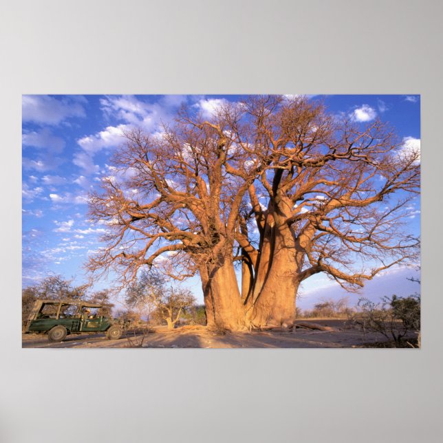 Póster África, Botswana, Delta del Okavango. Baobab (Frente)