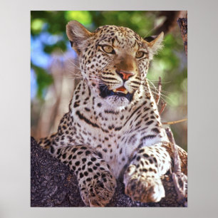 Póster África, Botswana, Delta Okvango, leopardo salvaje.