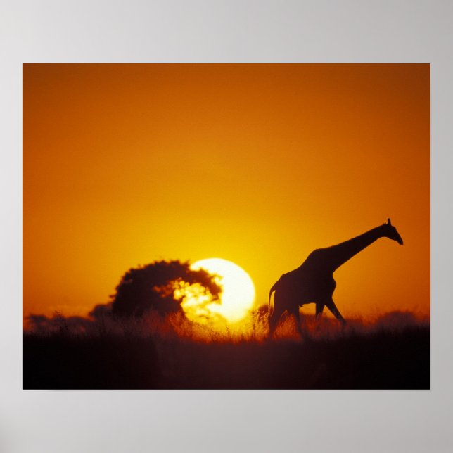 Póster África, Botswana, Parque Nacional de Chobe, Giraff (Frente)