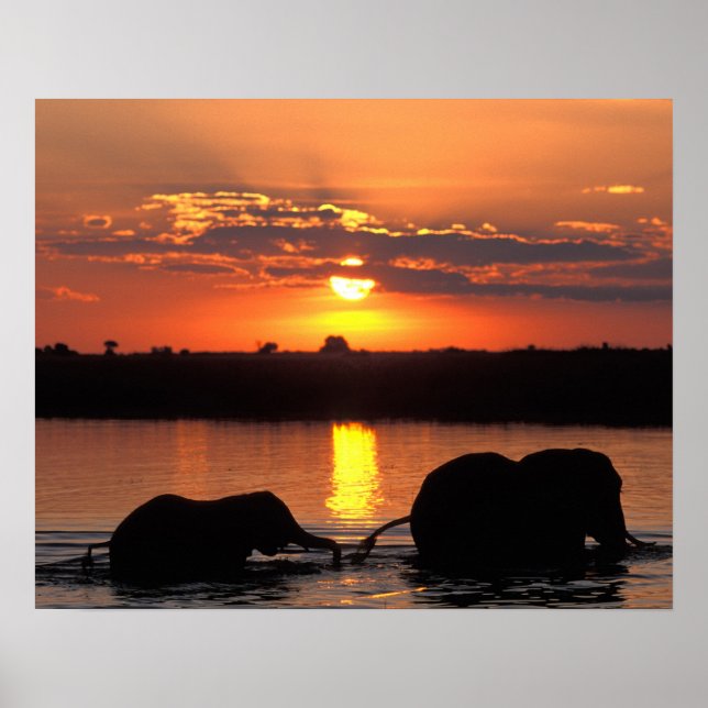Póster África, Botswana, Parque Nacional de Chobe, rebaño (Frente)