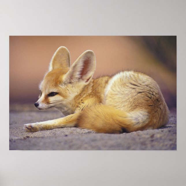 Póster África del Norte. Fennec Fennecus zerda) (Frente)