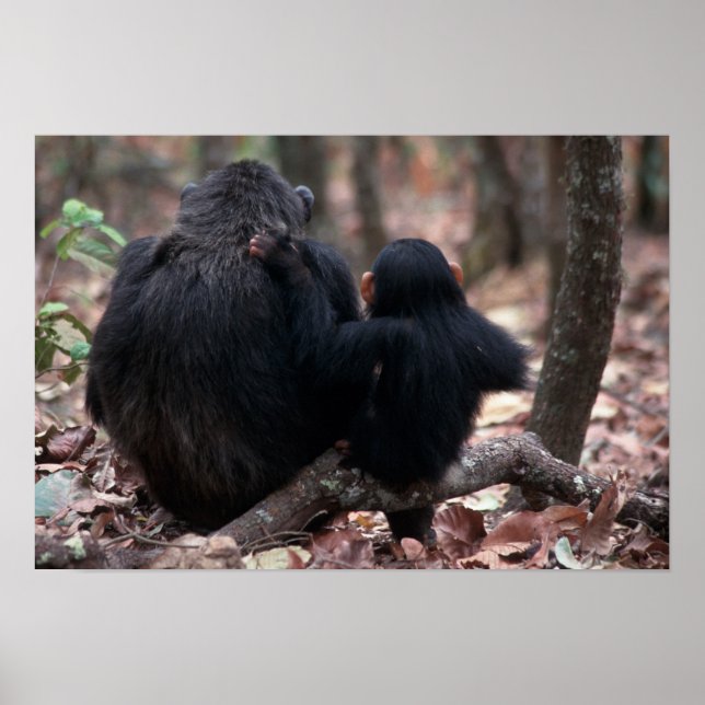 Póster Africa, East Africa, Tanzania, Gombe National (Frente)