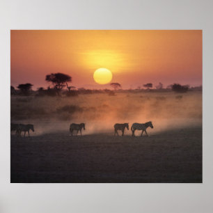 Póster África, Kenia, Amboseli NP. Las cebras caminan hac