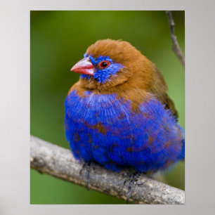 Póster África. Kenia. Hombre granadino púrpura en el lago