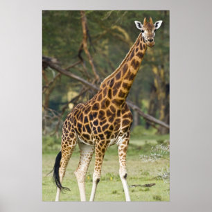 Póster África. Kenia. Jirafa de Rothschild en el lago 2