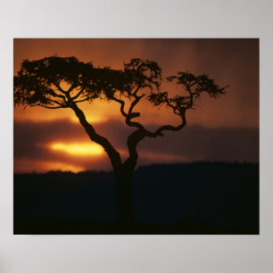 Póster África, Kenia, la reserva de caza Masai Mara, el e