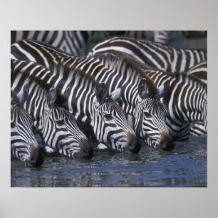 Póster África, Kenia, Masai Mara Game Reserve, Llanuras