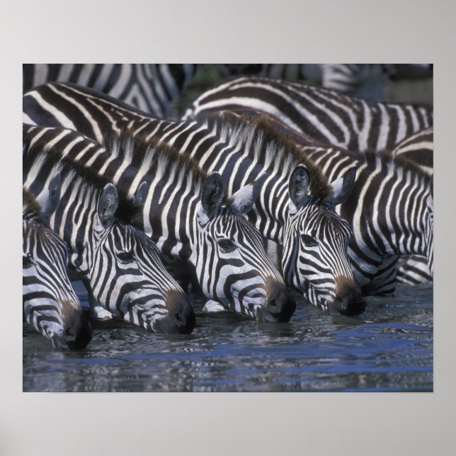 Póster África, Kenia, Masai Mara Game Reserve, Llanuras (Frente)