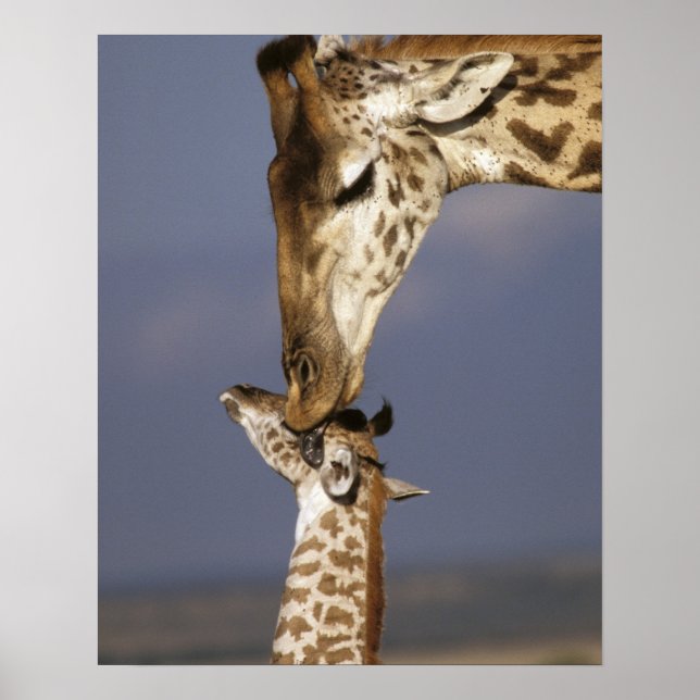 Póster África, Kenia, Masai Mara. Giraffes (jirafa) (Frente)