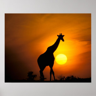 Póster África, Kenia, Masai Mara. Jirafa (Giraffa