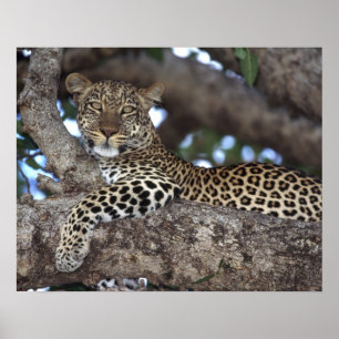 Póster África. Kenia. Masai Mara. Leopardo (Panthera
