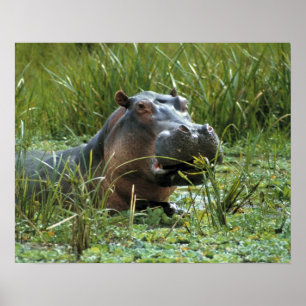 Póster África, Kenia, Masai Mara NR. Una madre hipopótamo