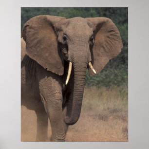 Póster África, Kenia, Nanyuki, Mpala. Elefante africano.