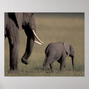 Póster África, Kenia, Parque Nacional Amboseli. Africano