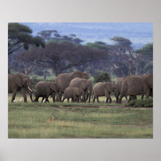 Póster África, Kenia, Parque Nacional Amboseli. Africano  (Frente)