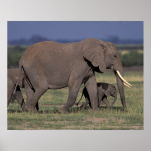 Póster África, Kenia, Parque Nacional de Amboseli. Africa