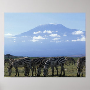 Póster África, Kenia, Parque Nacional de Amboseli, Manada