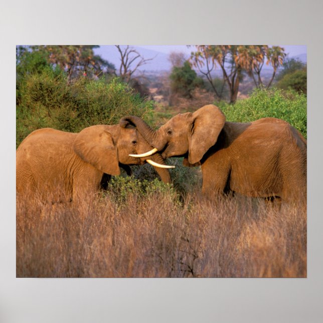 Póster África, Kenia, Samburu. Desafío del elefante (Frente)