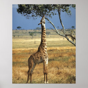 Póster Africa, Kenya, Amboseli NP. A Common, or Masai,