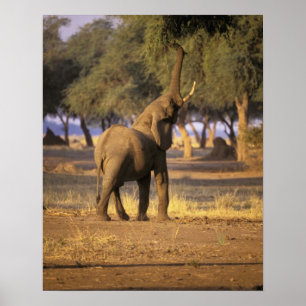 Póster Africa, Kenya, Masai Mara. Elephant (Loxodonta