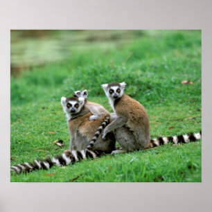 Póster África, Madagascar, Antananarivo, Tsimbazaza