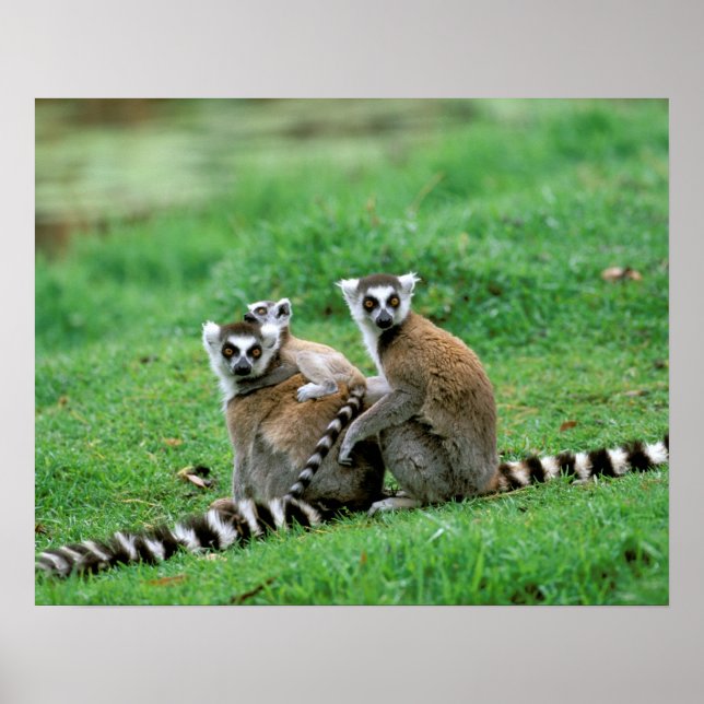 Póster África, Madagascar, Antananarivo, Tsimbazaza (Frente)