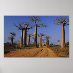 Póster África, Madagascar, Morondava, Avenida Baobab.