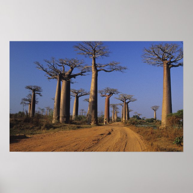 Póster África, Madagascar, Morondava, Avenida Baobab. (Frente)