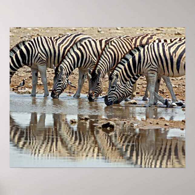 Póster Africa, Namibia, Etosha NP. Burchell's Zebra (Frente)