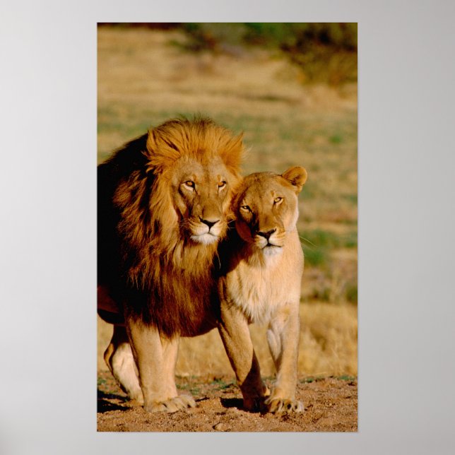 Póster África, Namibia, Okonjima. León y leona (Frente)