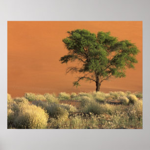 Póster África, Namibia, Parque Nacional Namib, Sossusvlei