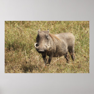 Póster África - Nasenschwein