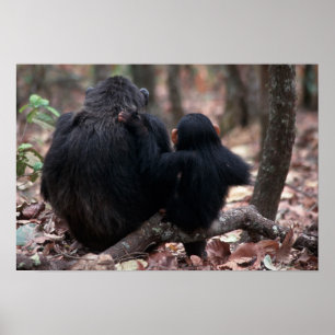 Póster África Oriental, Tanzania
