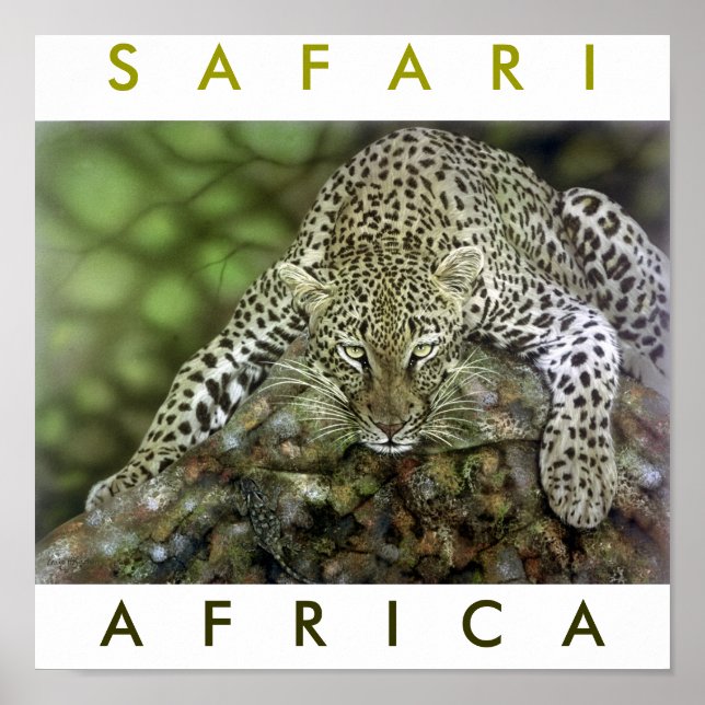 Póster África Safari (Frente)