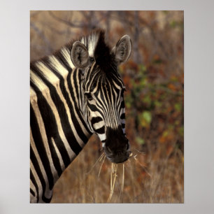 Póster África, Sudáfrica, retrato de cebra en Parque Naci