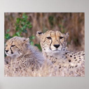 Póster África, Suráfrica, reserva de Tswalu. Guepardos