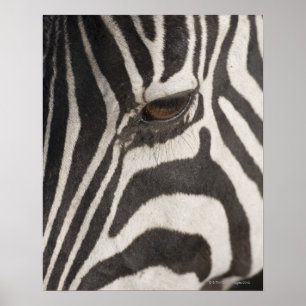 Póster "África, Tanzania, área de conservación del Ngoron