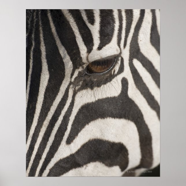 Póster "África, Tanzania, área de conservación del Ngoron (Frente)