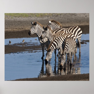 Póster África. Tanzania. Cebras bebiendo en Ndutu