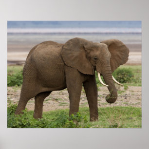 Póster África. Tanzania. Elefante en el lago Manyara NP.