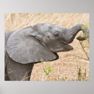Póster África. Tanzania. Joven elefante en Tarangire