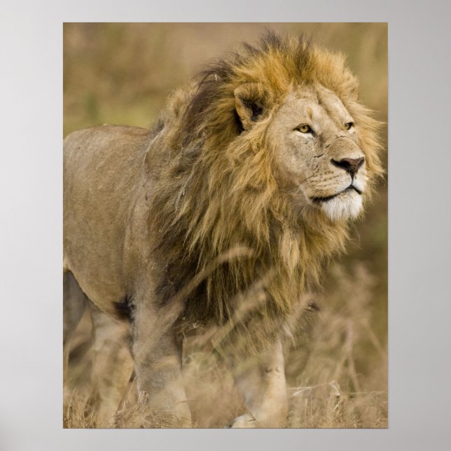 Póster África. Tanzania. León macho en Ngorongoro (Frente)