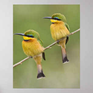 Póster África. Tanzania. Pequeños comedores de abejas en 