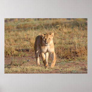 Póster África, Tanzania, Serengeti. León y leona
