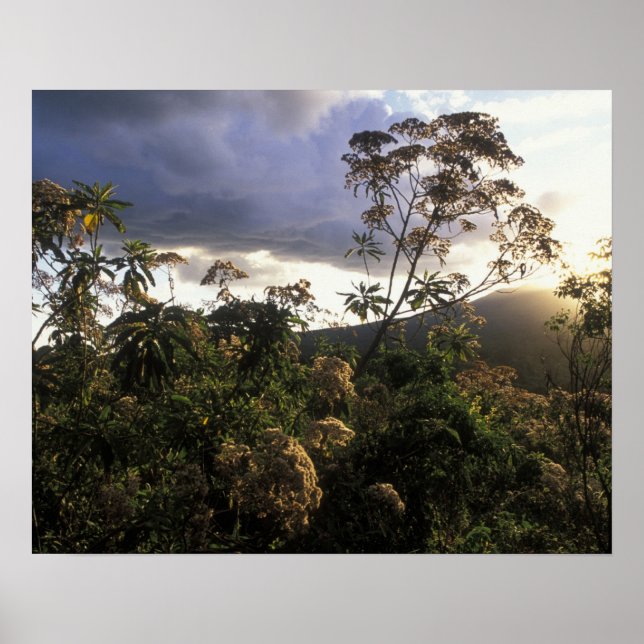 Póster África, Tanzania, zona de conservación del Ngorong (Frente)