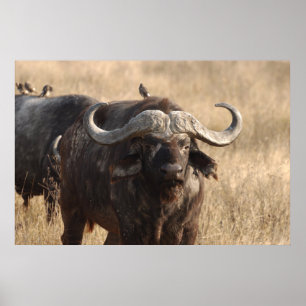 Póster Africa - The ox with horn large