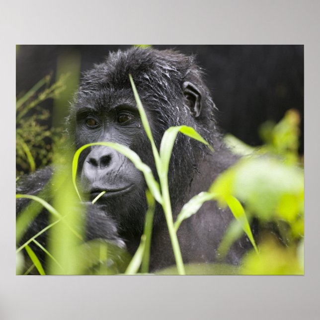 Póster Africa, Uganda, Bwindi Impenetrable National (Frente)